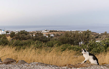 Véranda avec vue sur la mer depuis les appartements Nima à Sifnos